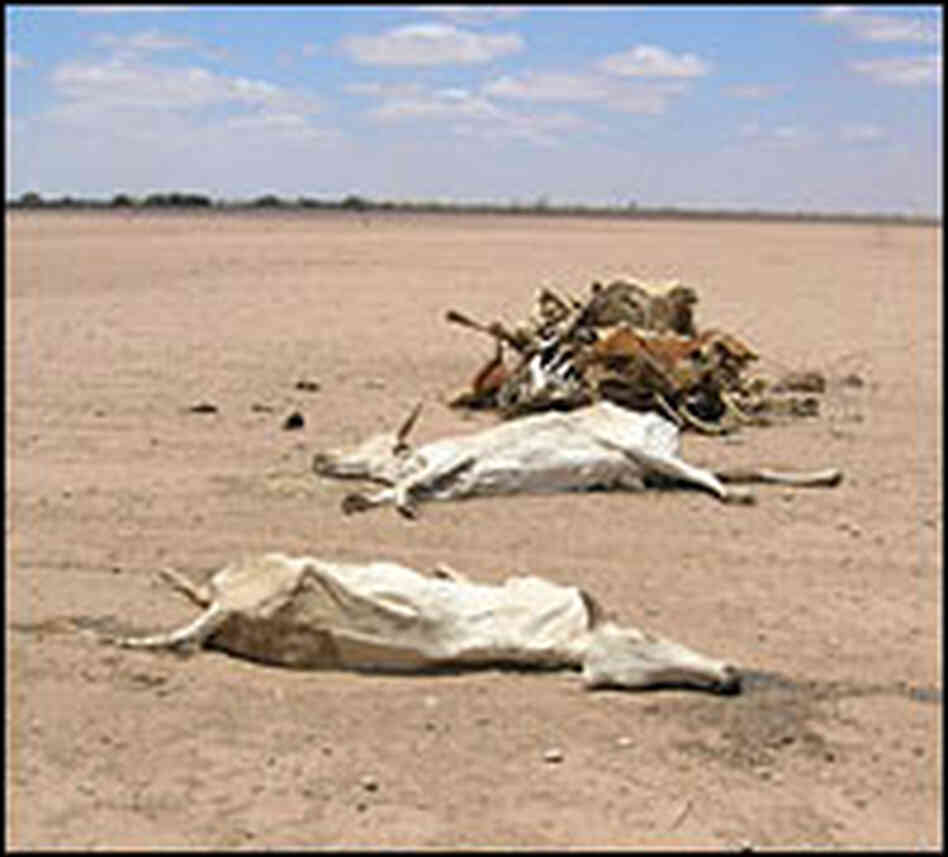 This livestock didn't survive Kenya's harsh drought.