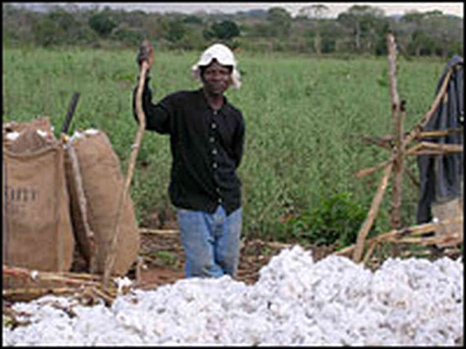 A cotton farmer in Mozambique.
