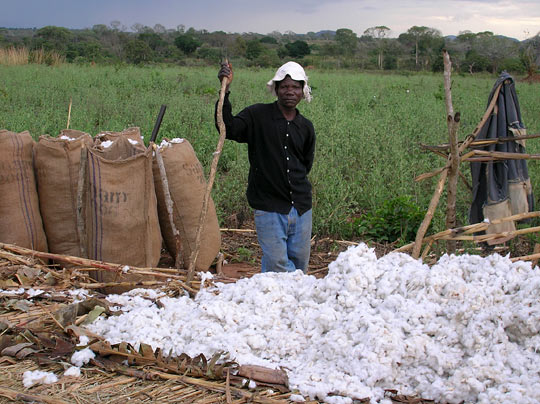 A cotton farmer in Mozambique.