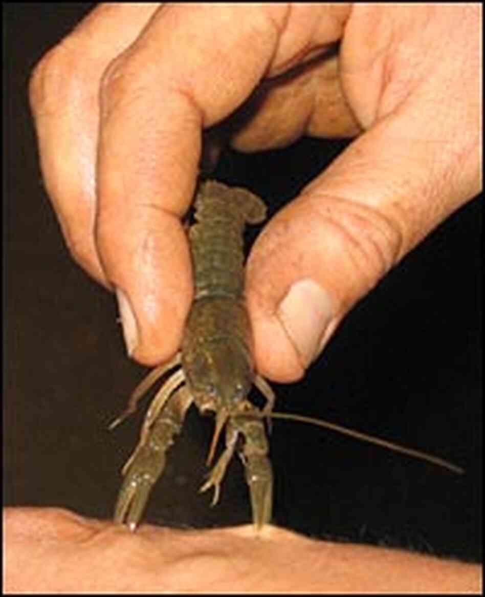 A cave crayfish can inflict pain with a sharp set of pincers A cave crayfish can inflict pain with a sharp set of pincers