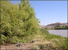 A tree-sized tamarisk is shown on the edge of a river. A tree-sized tamarisk is shown on the edge of a river.