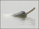 A Gangetic dolphin photographed in the north Indian state of Bihar. A Gangetic dolphin photographed in the north Indian state of Bihar.