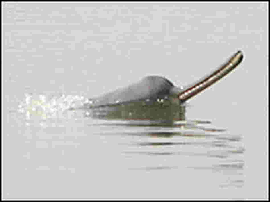 A Gangetic dolphin photographed in the north Indian state of Bihar.
