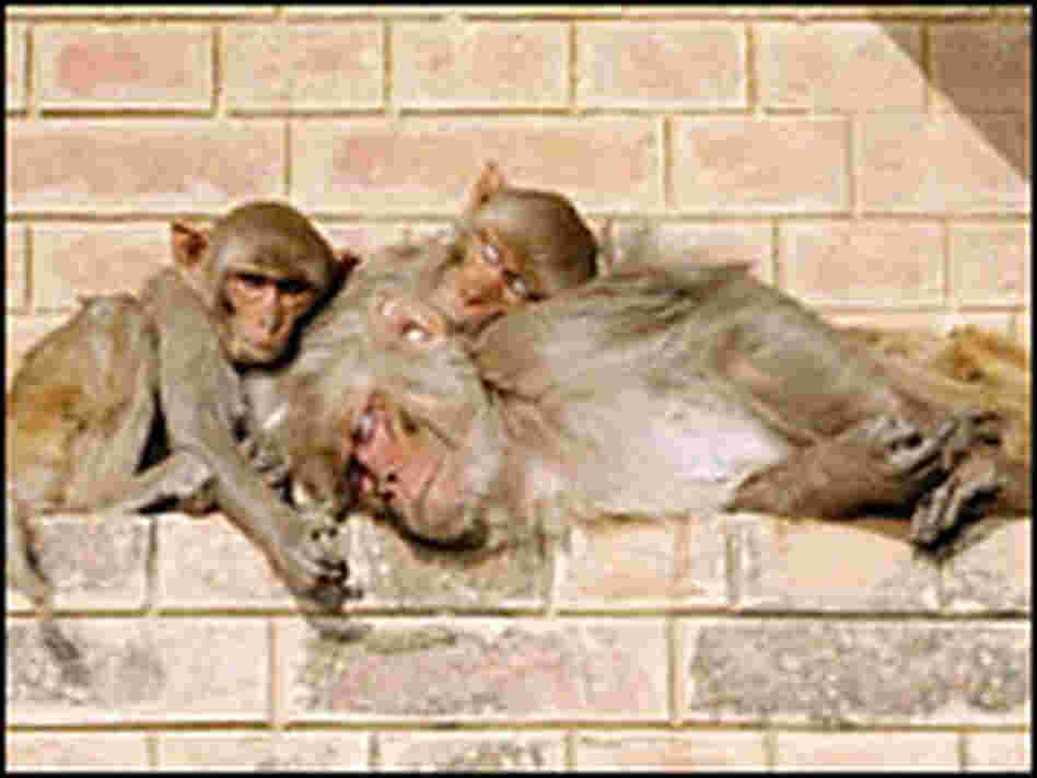 A family of monkeys doze in the early morning on the steps by the Ganges in Varanasi.