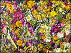 Floral offerings left by pilgrims float off the banks of Varanasi. Floral offerings left by pilgrims float off the banks of Varanasi.