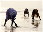 Muslim women scour a beach for coins left by Hindu pilgrims on Sagar Island, at the end of the Gange Muslim women scour a beach for coins left by Hindu pilgrims on Sagar Island, at the end of the Gange