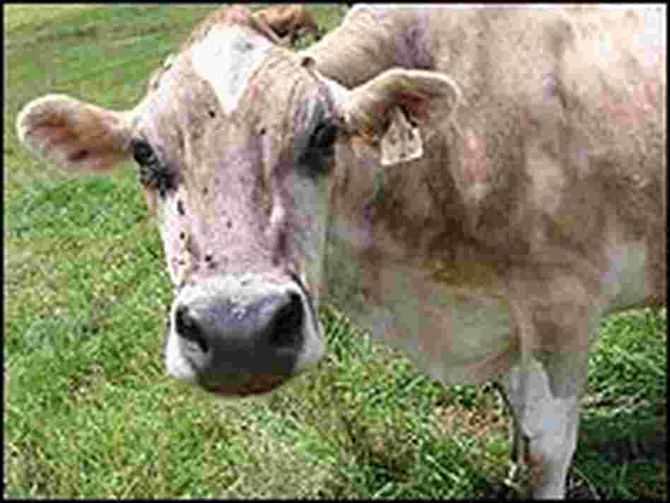 A cow at Thistle Hill Farm.