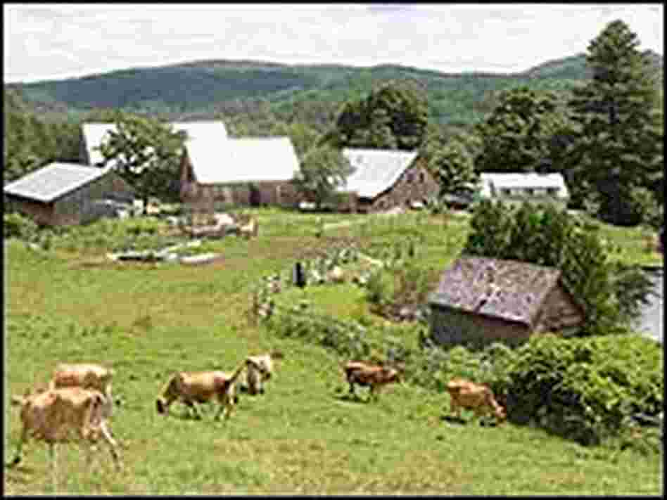 Cows graze at a farm.