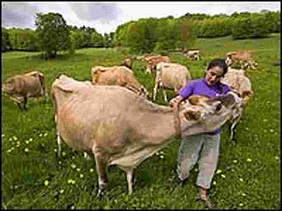 Janine Putnam pets one of her cows at Thistle Hill Farm.