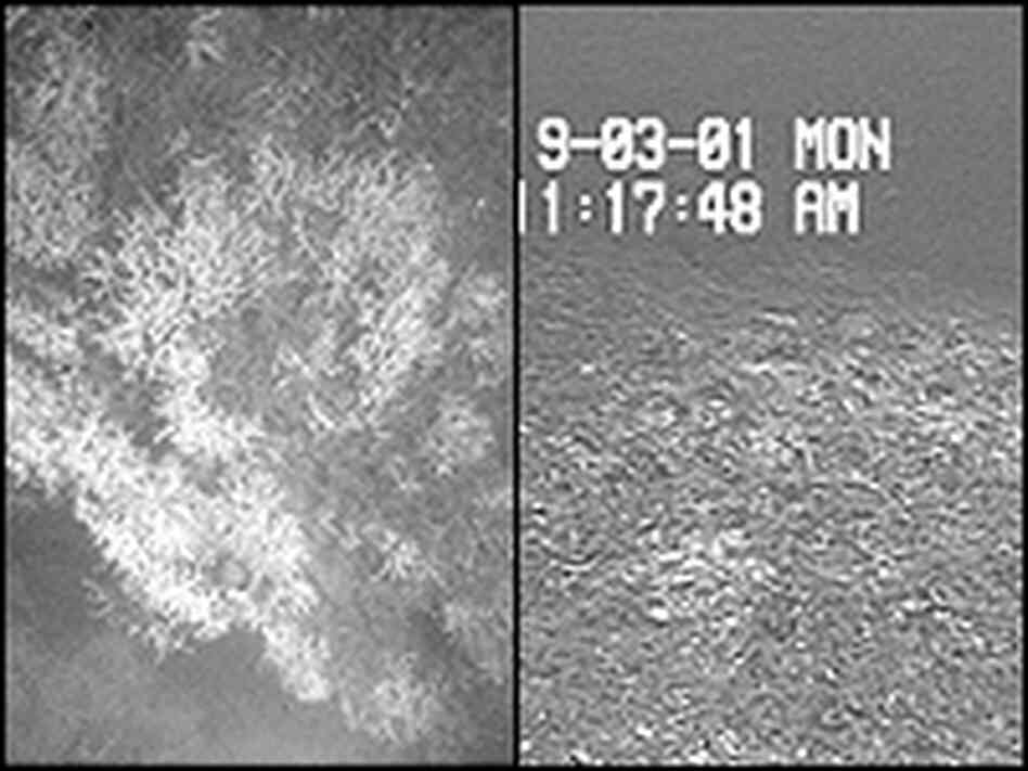 A before and after shot of an oculina coral reef off Cape Canaveral, Fla.