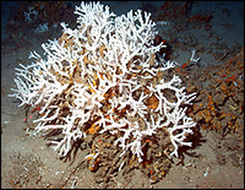 A healthy oculina reef.