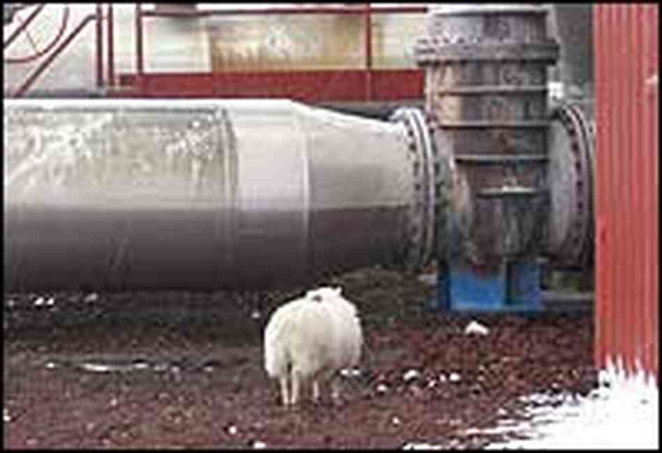 A sheep wanders around the Krafla power plant.