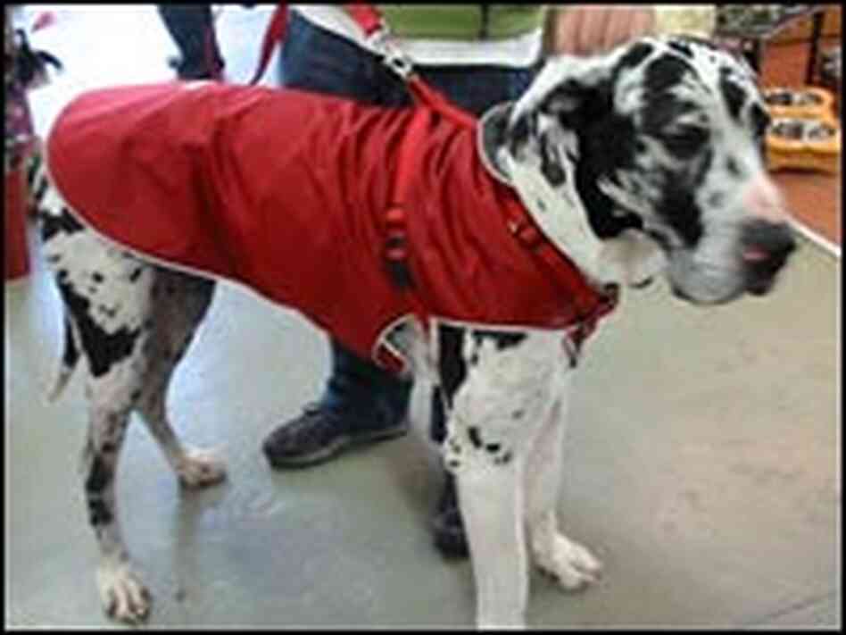 A Great Dane wears a red coat. A Great Dane wears a red coat.