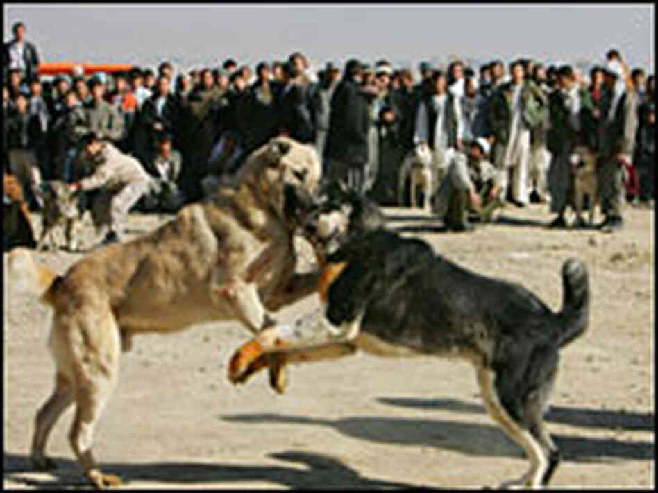 A dogfight in Afghanistan A dogfight in Afghanistan