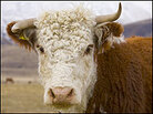 Cow on a New Zealand farm.