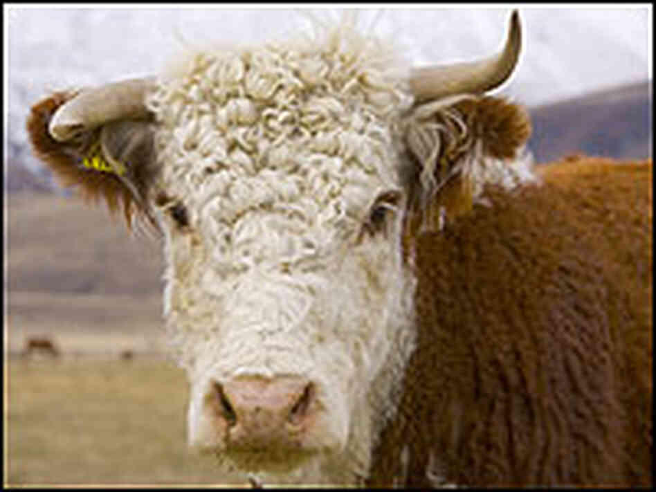 Nearly one-third of gases produced in New Zealand come from animals, like this sheep. Nearly one-third of gases produced in New Zealand come from animals, like this sheep.