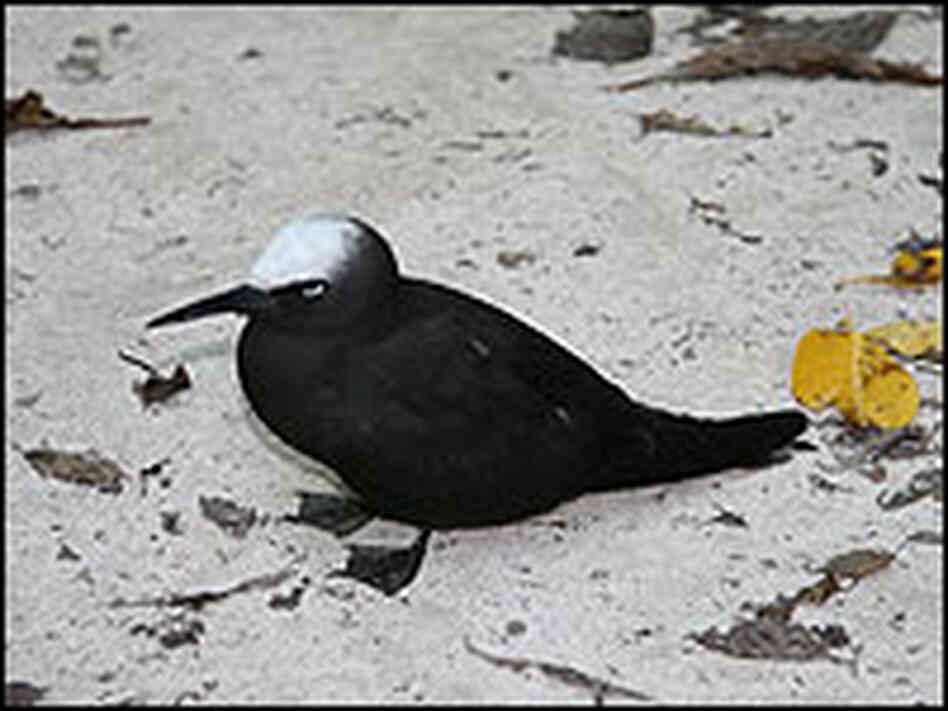 A noddy tern on Heron Island. A noddy tern on Heron Island.