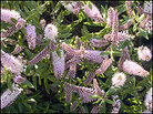 A Warley Pink hebe plant. A Warley Pink hebe plant.