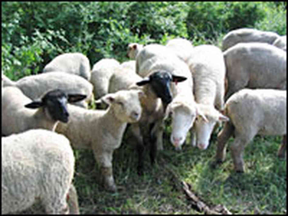 Sheep from Stillman Farm, two hours outside of Boston