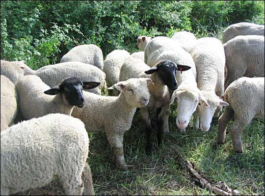 Sheep from Stillman Farm, two hours outside of Boston