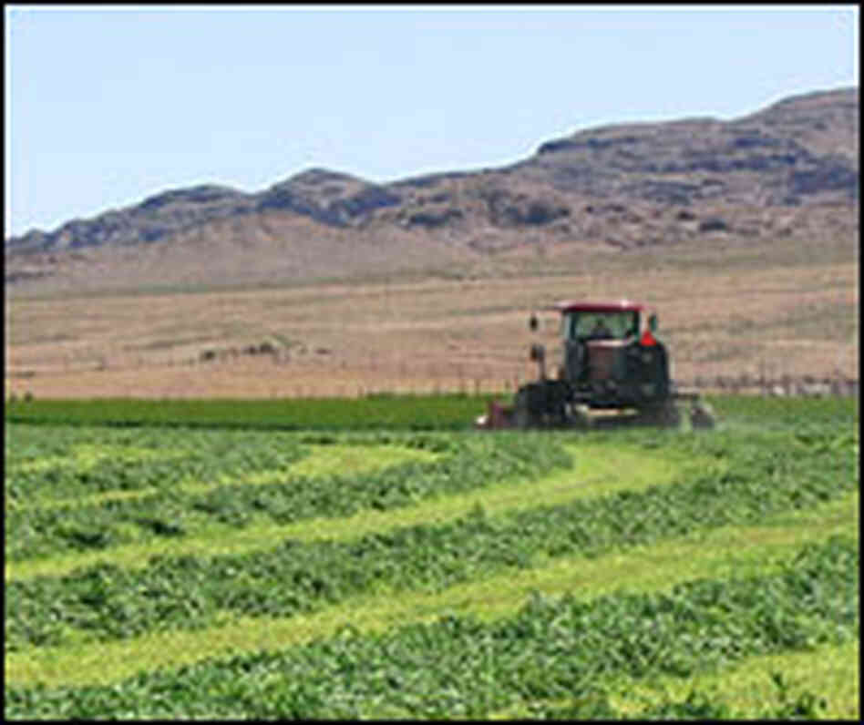 Freshly cut alfalfa in Snake Valley, Utah, is starkly green next to the brown desert nearby.