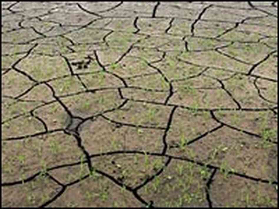 Grass grows on what was once the bottom of Florida's Lake Okeechobee.