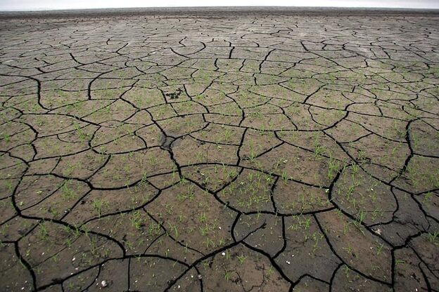 Grass grows on what was once the bottom of Florida's Lake Okeechobee.
