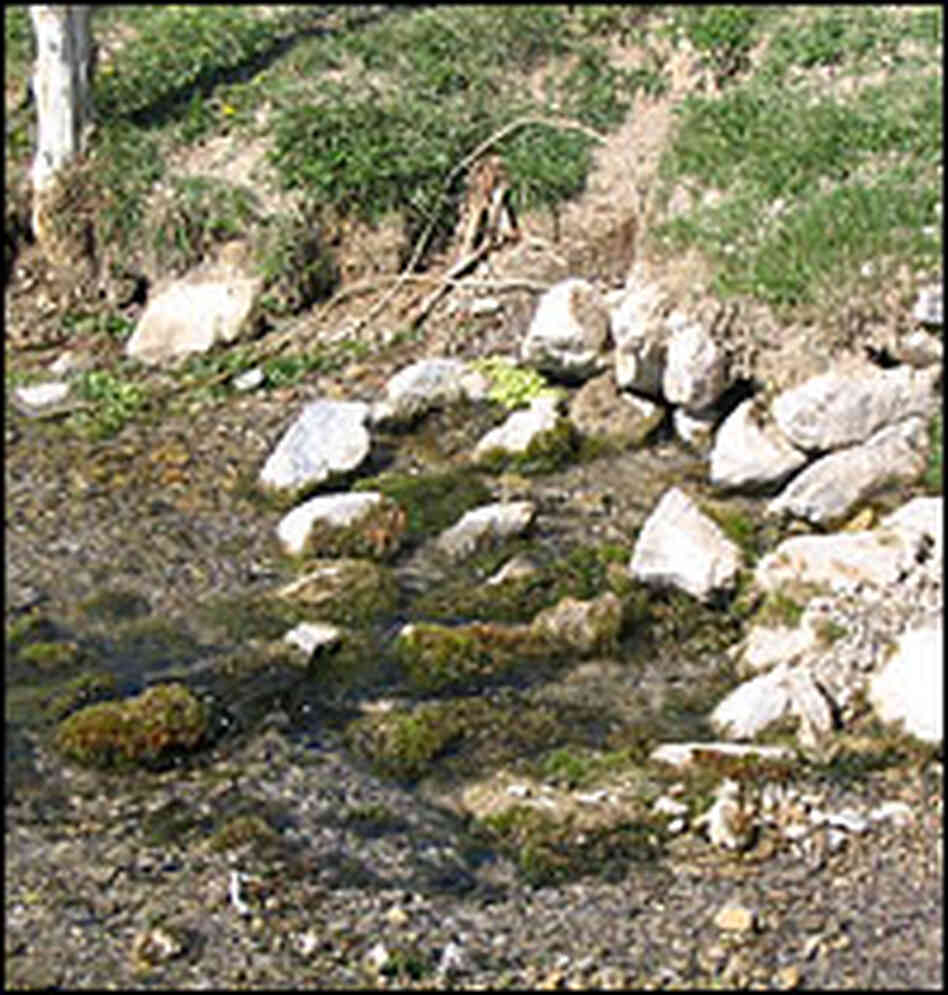 A desert spring emanates from rocks in Snake Valley, Nevada.