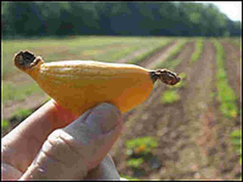 A three-inch squash found on the Howell farm.