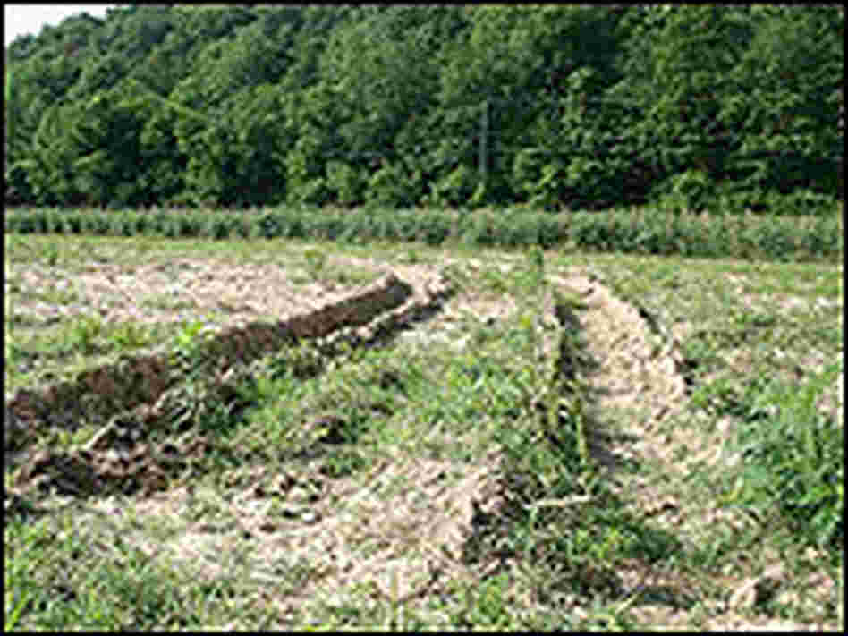 Dried-out tractor ruts show signs of the drought.