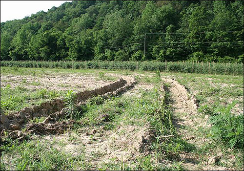 Dried-out tractor ruts show signs of the drought.