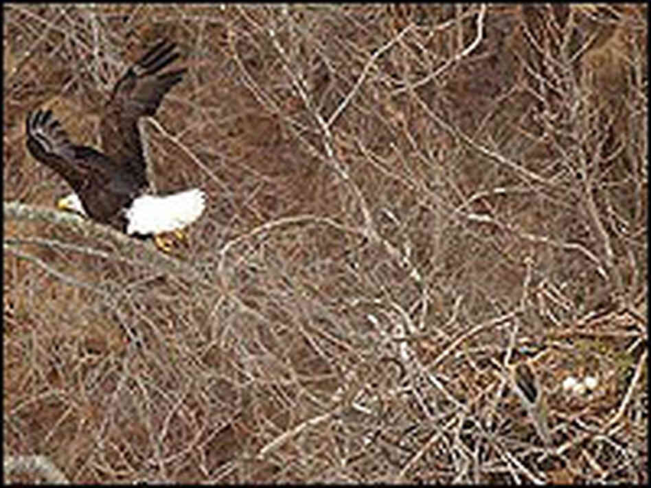 Eagle flies from nest with eggs near Chesapeake Bay