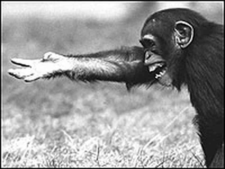 Juvenile chimp