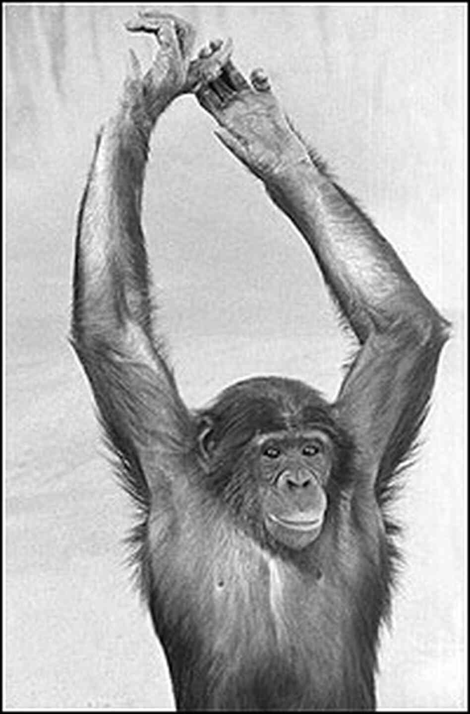 adolescent bonobo