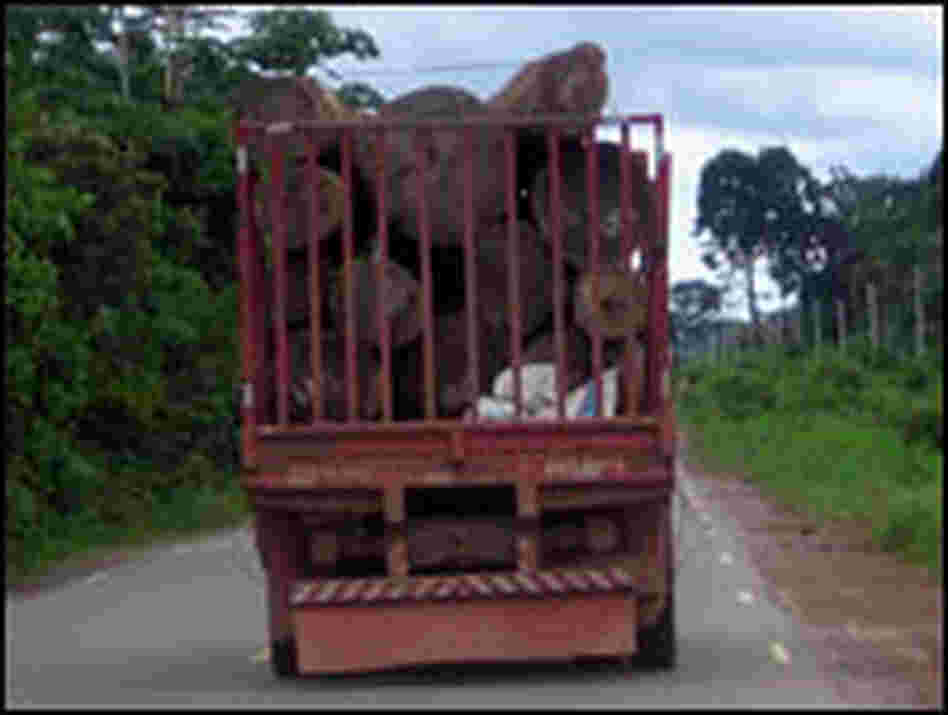 A log truck makes its way down a road in the state of Para.