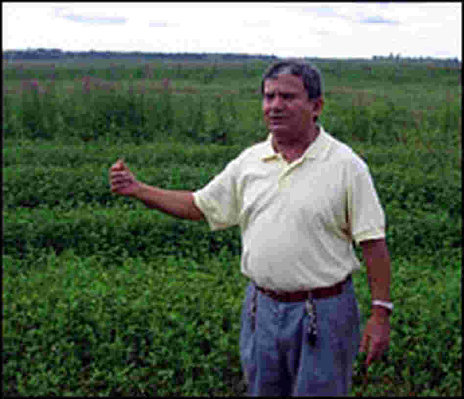 Father Edilberto Sena stands in a soy field.