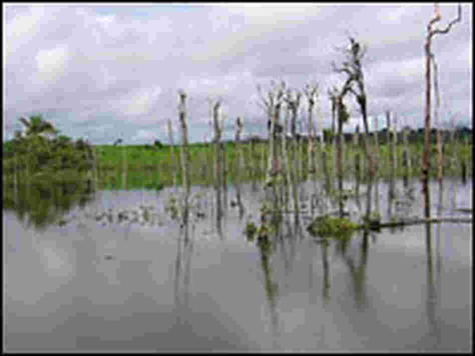 Cattle ranching, logging and soy farming have taken a toll on the primary Amazon forests.
