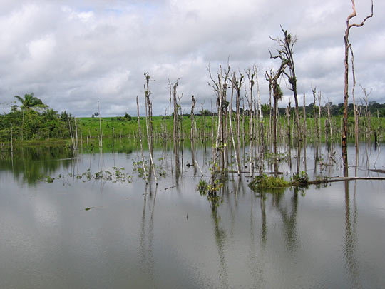 Cattle ranching, logging and soy farming have taken a toll on the primary Amazon forests.