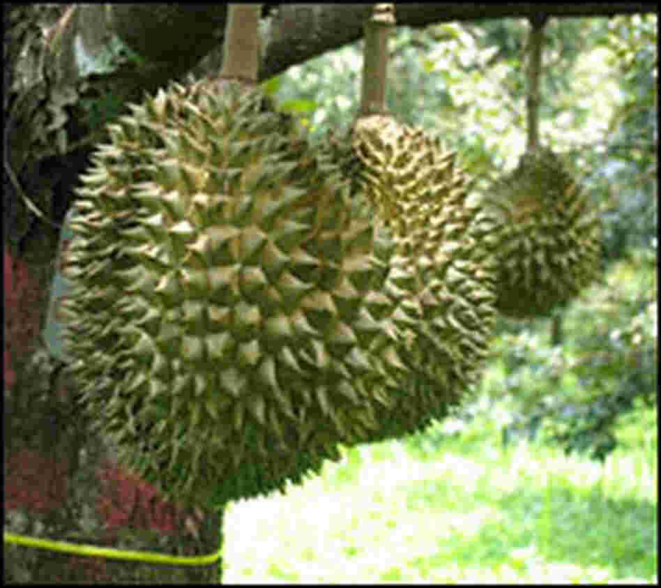 Durian hybrids grow on a tree at the research station.