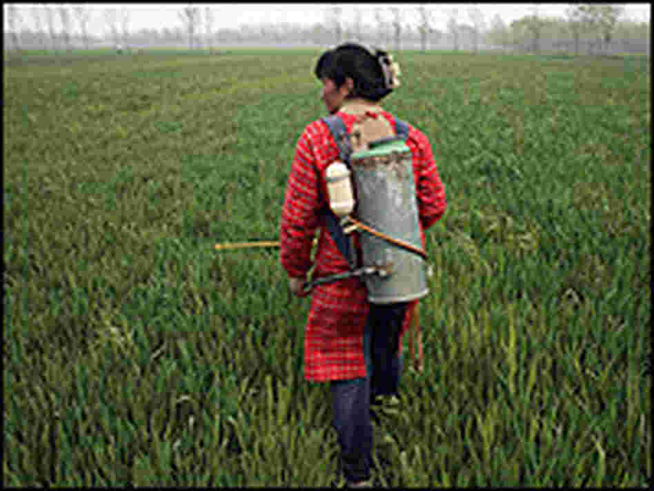 A woman sprays pesticides on a wheat farm near Xuzhou, China. A woman sprays pesticides on a wheat farm near Xuzhou, China.