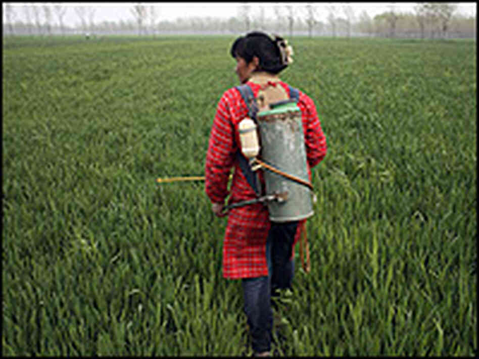 A woman sprays pesticides on a wheat farm near Xuzhou, China. A woman sprays pesticides on a wheat farm near Xuzhou, China.
