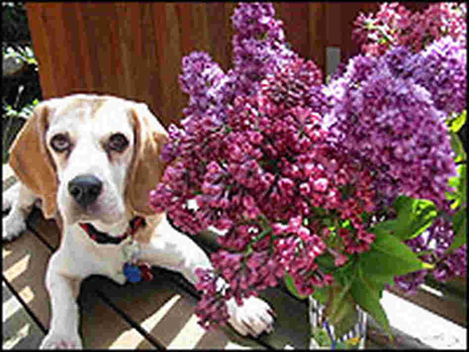 A dog sits near a vase of lilacs. A dog sits near a vase of lilacs.