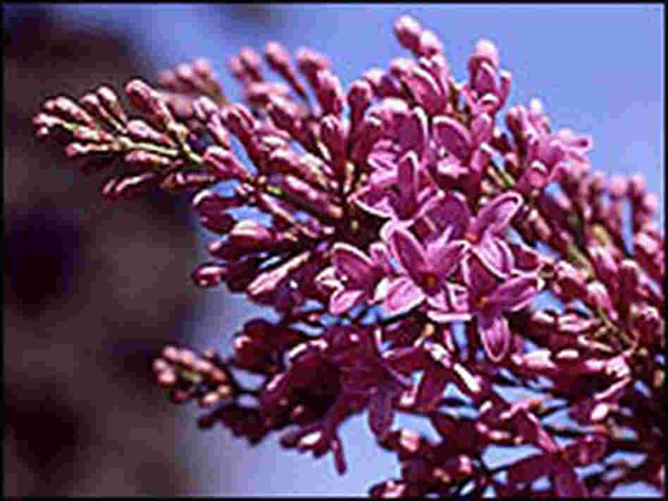 Lilacs Lilacs