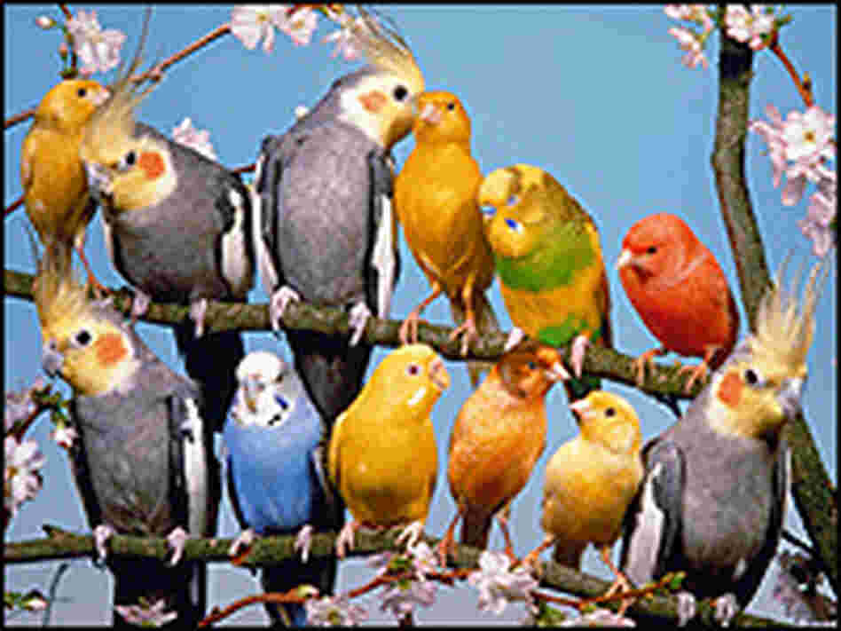 Canaries, budgies and cockatiels perched together. Canaries, budgies and cockatiels perched together.