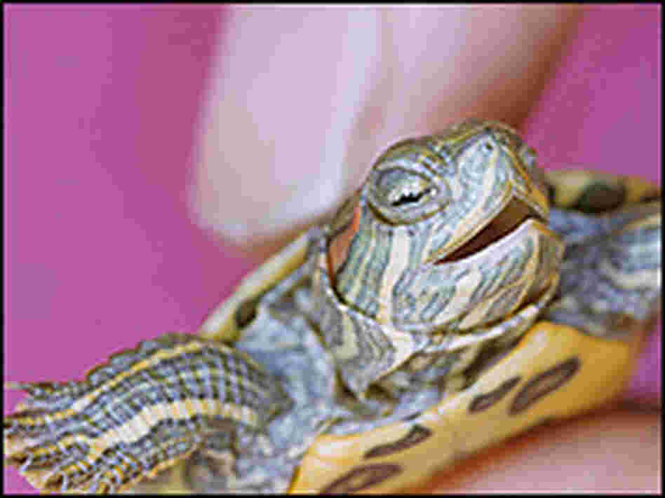 A tiny turtle held in a human hand. A tiny turtle held in a human hand.