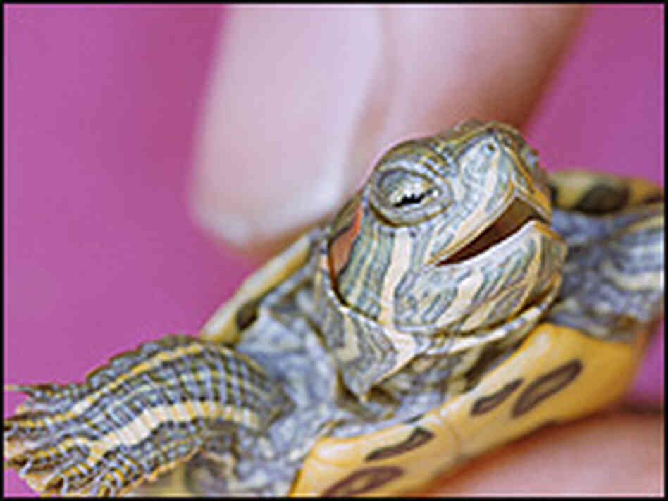 A tiny turtle held in a human hand. A tiny turtle held in a human hand.