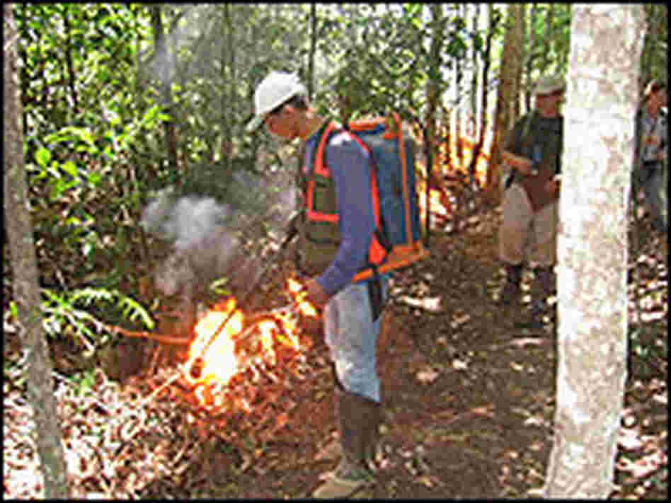 A member of Nepstad's team helps set a fire in a control patch of forest