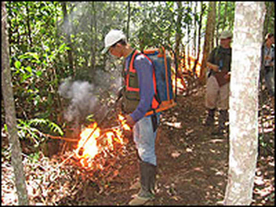 A member of Nepstad's team helps set a fire in a control patch of forest