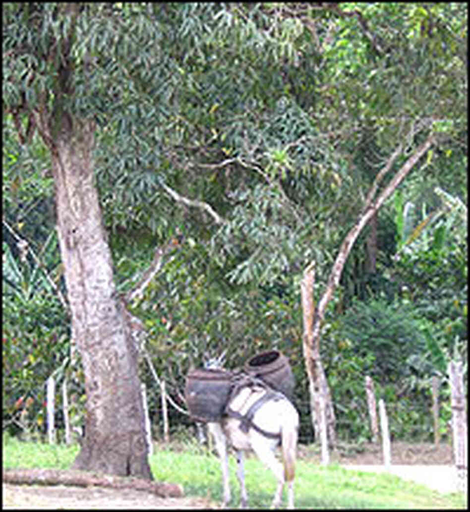 Tavares' cocoa plantation.