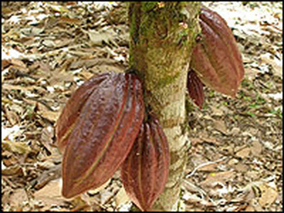 How Chocolate Can Save the NPR